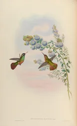 Heliopaedica xantusi = Basilinna xantusii